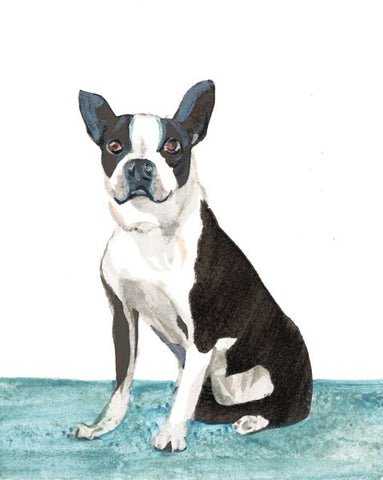 Boston Terrier