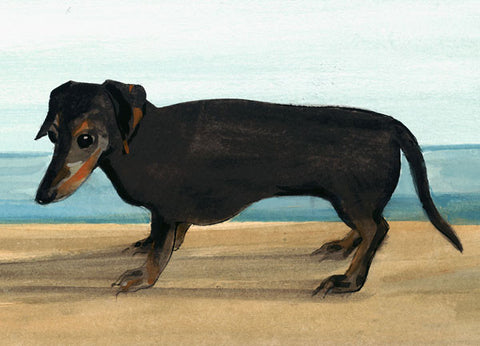 Dachshund